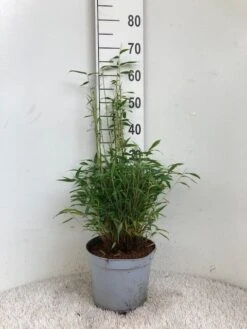 Niet Woekerende Bamboe (Fargesia Murieliae 'Tiny') -Directplant Winkel tiny 23