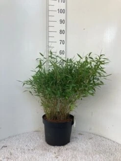 Niet Woekerende Bamboe (Fargesia Murieliae 'Tiny') -Directplant Winkel tiny c10