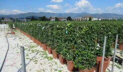 Toscaanse Jasmijn Als Leivorm(Trachelospernum Jasminoides) -Directplant Winkel trachelospermum jasminoides 52x110 leivorm 2 2