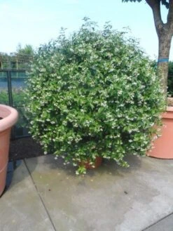 Toscaanse Jasmijn, Bolvorm (Trachelospermum Jasminoides ) 6 Toscaanse Jasmijn, Bolvorm (Trachelospermum Jasminoides ) -Directplant Winkel trachelospermum jasminoides bol 125 150 175 solitair