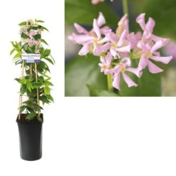 Roze Toscaanse Jasmijn (Trachelospermum 'Pink Air') -Directplant Winkel trachelospermum pink air light01