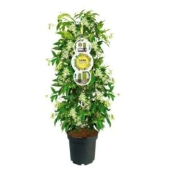 Toscaanse Jasmijn, Cilinder (Trachelospermum Jasminoides ) -Directplant Winkel trachelospermum white met etiket 975096