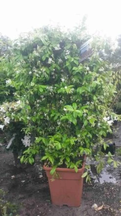 Toscaanse Jasmijn Als Leivorm(Trachelospernum Jasminoides) -Directplant Winkel trachelospernum jasm. leivorm 100125 2 1