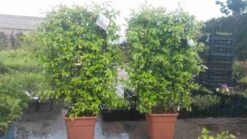 Toscaanse Jasmijn Als Leivorm(Trachelospernum Jasminoides) -Directplant Winkel trachelospernum jasm. leivorm 100125 3 2