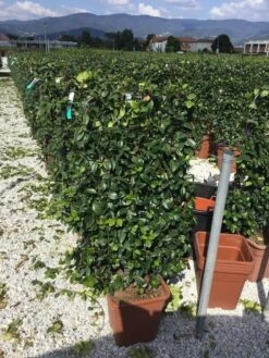 Toscaanse Jasmijn Als Leivorm(Trachelospernum Jasminoides) -Directplant Winkel trachelospernum jasminoides 90x50 cm 1