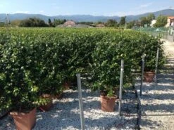 Toscaanse Jasmijn Als Leivorm(Trachelospernum Jasminoides) -Directplant Winkel trachelospernum jasminoides lage leivorm