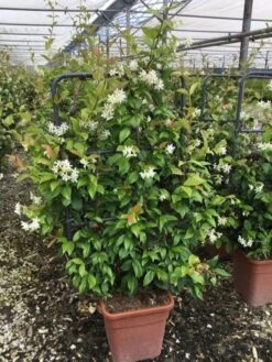 Toscaanse Jasmijn Als Leivorm(Trachelospernum Jasminoides) -Directplant Winkel trachelospernum jasminoides lage leivorm met bloem 1