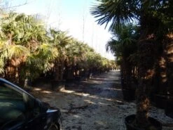 Winterharde Palm Meerstammig (Trachycarpus Fortunei) -Directplant Winkel trachycarpus fortunei 3 stammi g 3