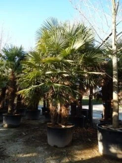 Winterharde Palm Meerstammig (Trachycarpus Fortunei) 13 Winterharde Palm Meerstammig (Trachycarpus Fortunei) -Directplant Winkel trachycarpus fortunei 3 stammig 1