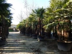 Winterharde Palm Meerstammig (Trachycarpus Fortunei) 12 Winterharde Palm Meerstammig (Trachycarpus Fortunei) -Directplant Winkel trachycarpus fortunei 3 stammig 2 1