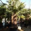 Winterharde Palm Meerstammig (Trachycarpus Fortunei) -Directplant Winkel trachycarpus fortunei 3 stammig 4 1