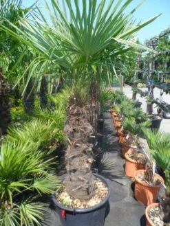 Winterharde Palm (Trachycarpus Fortunei) -Directplant Winkel trachycarpus fortunei 80 100stam 1