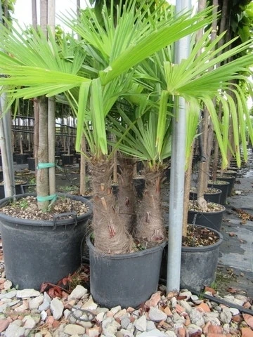 Winterharde Palm Meerstammig (Trachycarpus Fortunei) 10 Winterharde Palm Meerstammig (Trachycarpus Fortunei) - Afbeelding 8