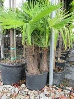 Winterharde Palm Meerstammig (Trachycarpus Fortunei) -Directplant Winkel trachycarpus fortunei multistam