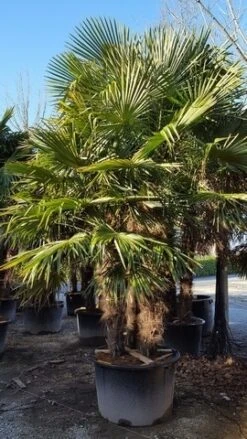 Winterharde Palm Meerstammig (Trachycarpus Fortunei) -Directplant Winkel trachycarpus meerstammig 2 2