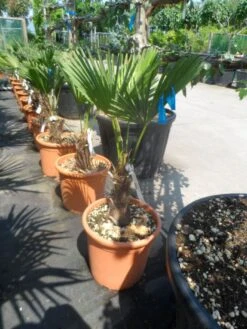 Winterharde Palm (Trachycarpus Wagnerianus) -Directplant Winkel trachycarpus wagnerianum 30stam c25