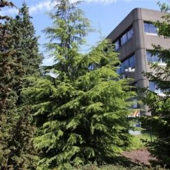 Westelijke Hemlockspar (Tsuga Heterophylla) -Directplant Winkel tsuga heterophylla 1