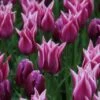 Tulp (Tulipa 'Ballade') -Directplant Winkel tulipa ballade met purpleflag 1