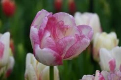 Tulp (Tulipa 'Double Shake') -Directplant Winkel tulipa double shake 3 1