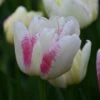 Tulp (Tulipa 'Double Shake') -Directplant Winkel tulipa double shake 4