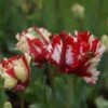 Tulp (Tulipa 'Estella Rijnveld, Parkiet') -Directplant Winkel tulipa estellarijnveld 2