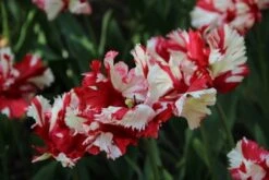 Tulp (Tulipa 'Estella Rijnveld, Parkiet') -Directplant Winkel tulipa estellarijnveld 5 1