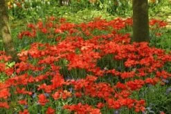 Tulp (Tulipa Linifolia) -Directplant Winkel tulipa linifolia 11 1