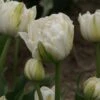 Tulp (Tulipa 'Mount Tacoma', Dubbele Tulpen) -Directplant Winkel tulipa mounttacoma