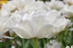 Tulp (Tulipa 'Mount Tacoma', Dubbele Tulpen) 5 Tulp (Tulipa 'Mount Tacoma', Dubbele Tulpen) -Directplant Winkel tulipa mounttacoma1 1