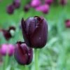 Tulp (Tulipa 'Queen Of Night, Enkel Laat') -Directplant Winkel tulipa queenofnight25