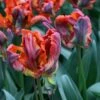 Tulp (Tulipa 'Rasta Parrot') -Directplant Winkel tulipa rasta parrot 7