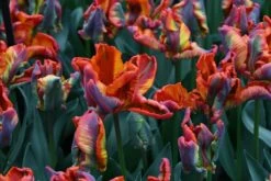 Tulp (Tulipa 'Rasta Parrot') -Directplant Winkel tulipa rasta parrot 8 1