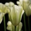 Tulp (Tulipa 'Spring Green', Viridiflora) -Directplant Winkel tulipa springgreen 10