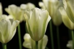 Tulp (Tulipa 'Spring Green', Viridiflora)