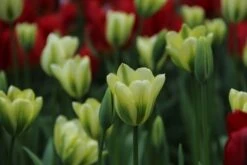 Tulp (Tulipa 'Spring Green', Viridiflora) -Directplant Winkel tulipa springgreen 12 1