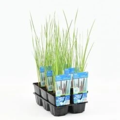 Kleine Lisdodde (Typha Angustifolia) -Directplant Winkel typha angustifolia 20180510111627