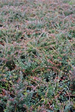 Veenbes (Vaccinium Macrocarpon Cranberry) -Directplant Winkel vaccinium macrocarpon 1