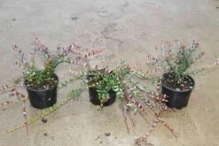 Veenbes (Vaccinium Macrocarpon Cranberry) -Directplant Winkel vaccinium macrocarpon 2 1