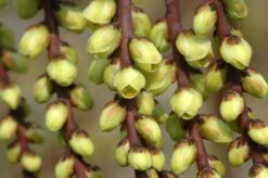 Staartaar (Stachyurus Praecox) -Directplant Winkel vaem00024 1