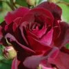 Trosroos (Rosa 'Burgundy Ice') -Directplant Winkel vaem00641