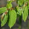 Haagbeuk Als Leivorm (Carpinus Betulus) -Directplant Winkel vaem01354 1