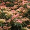 Rotsheide (Pieris Japonica) -Directplant Winkel vaem01522