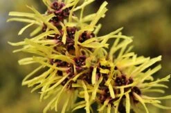 Toverhazelaar (Hamamelis Mollis) -Directplant Winkel vaem02437