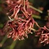 Toverhazelaar (Hamamelis Intermedia 'Ruby Glow')