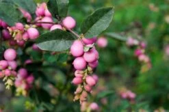 Sneeuwbes (Symphoricarpos 'Magical Galaxy®) -Directplant Winkel vaem04947 1