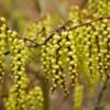 Staartaar (Stachyurus Praecox) 1 Staartaar (Stachyurus Praecox) -Directplant Winkel vaem05718 1