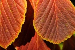 Toverhazelaar (Hamamelis Intermedia 'Diane') -Directplant Winkel vaem06951 1