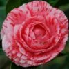 Camelia Als Leivorm (Camellia Japonica 'Giuseppe Traverso') -Directplant Winkel vaem07927 1
