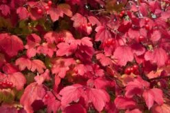 Gelderse Roos (Viburnum Opulus) -Directplant Winkel vaem08760