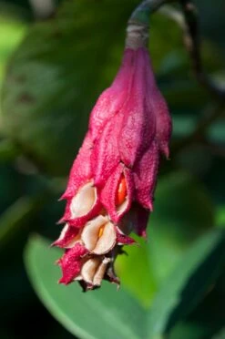 Beverboom (Magnolia Sieboldii) -Directplant Winkel vaem09658